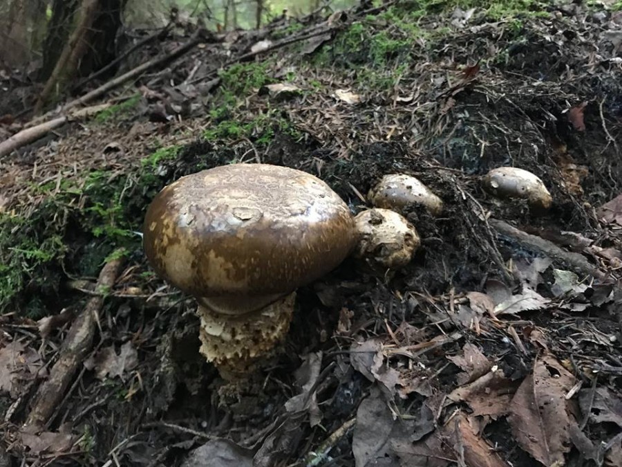 Корбан, гордуман: як тільки не називають загадковий гриб, що росте у Карпатах