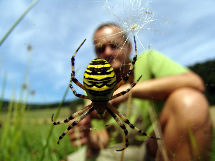 В Хусті та Ужгороді потрохи освоюються небезпечні павучки (ФОТО)