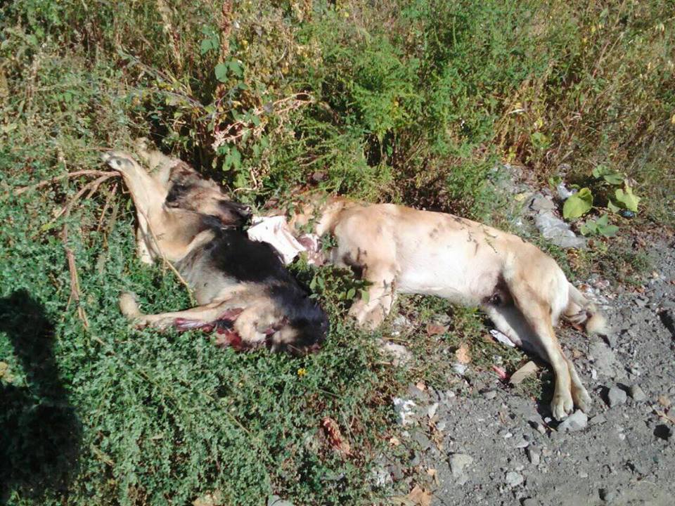 В Ужгороді вандали з неймовірною жорстокістю познущались над собаками - соцмережі 18+ (ФОТО)