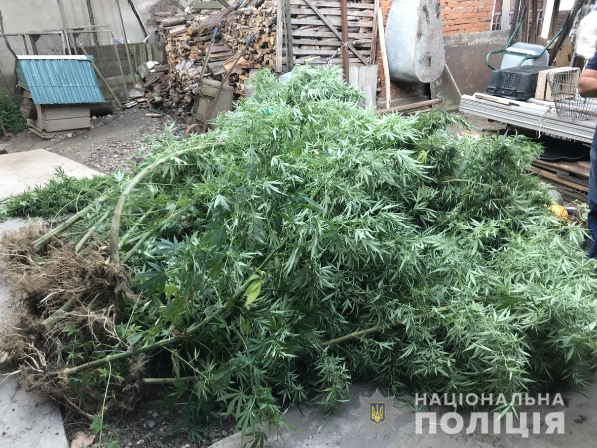 Поліцейські Виноградова виявили заборонений «урожай» (ФОТО)