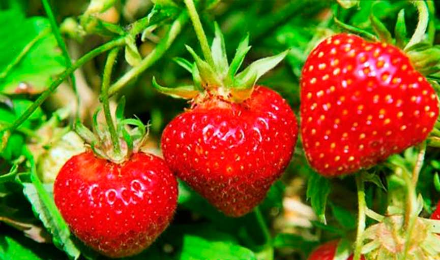 На Виноградівщині «погоріла» смачна ягода