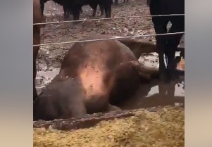 В Бразилії від удару блискавки загинуло 50 голів худоби (ВІДЕО)