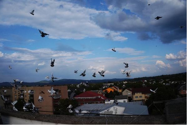 Мешканець Тячіва розводить декоративних голубів на даху п’ятиповерхівки