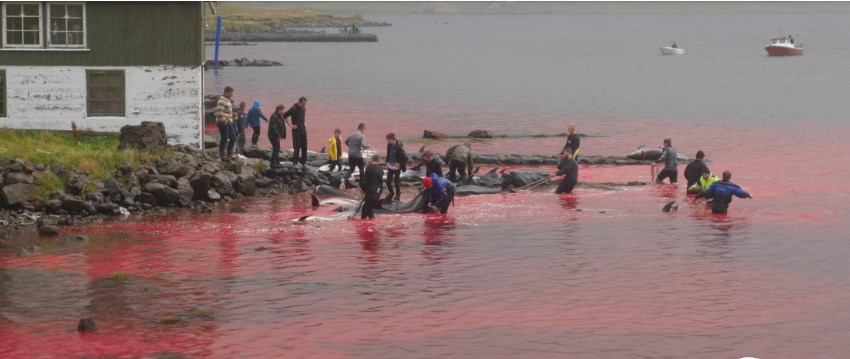 В інтернеті з'явилося страшне відео: від масового забою дельфінів на Фарерських островах море забарвилося кров'ю (ВІДЕО)