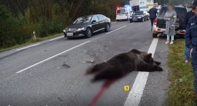 Зустріч людини й ведмедя на швидкісній трасі: є загиблі  (фото)
