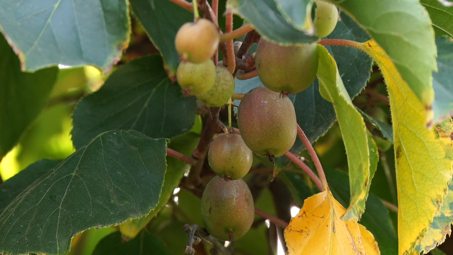 Тропічні фрукти на власному подвір'ї  вирощує подружжя з Ужгорода (ВІДЕО)