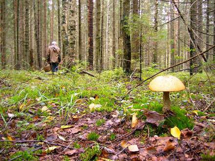 У лісі на Тячівщині знайшли мертвим грибника