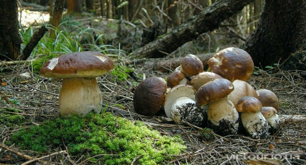 Красуні збирають білі гриби в Карпатах 2018 (ВІДЕО)
