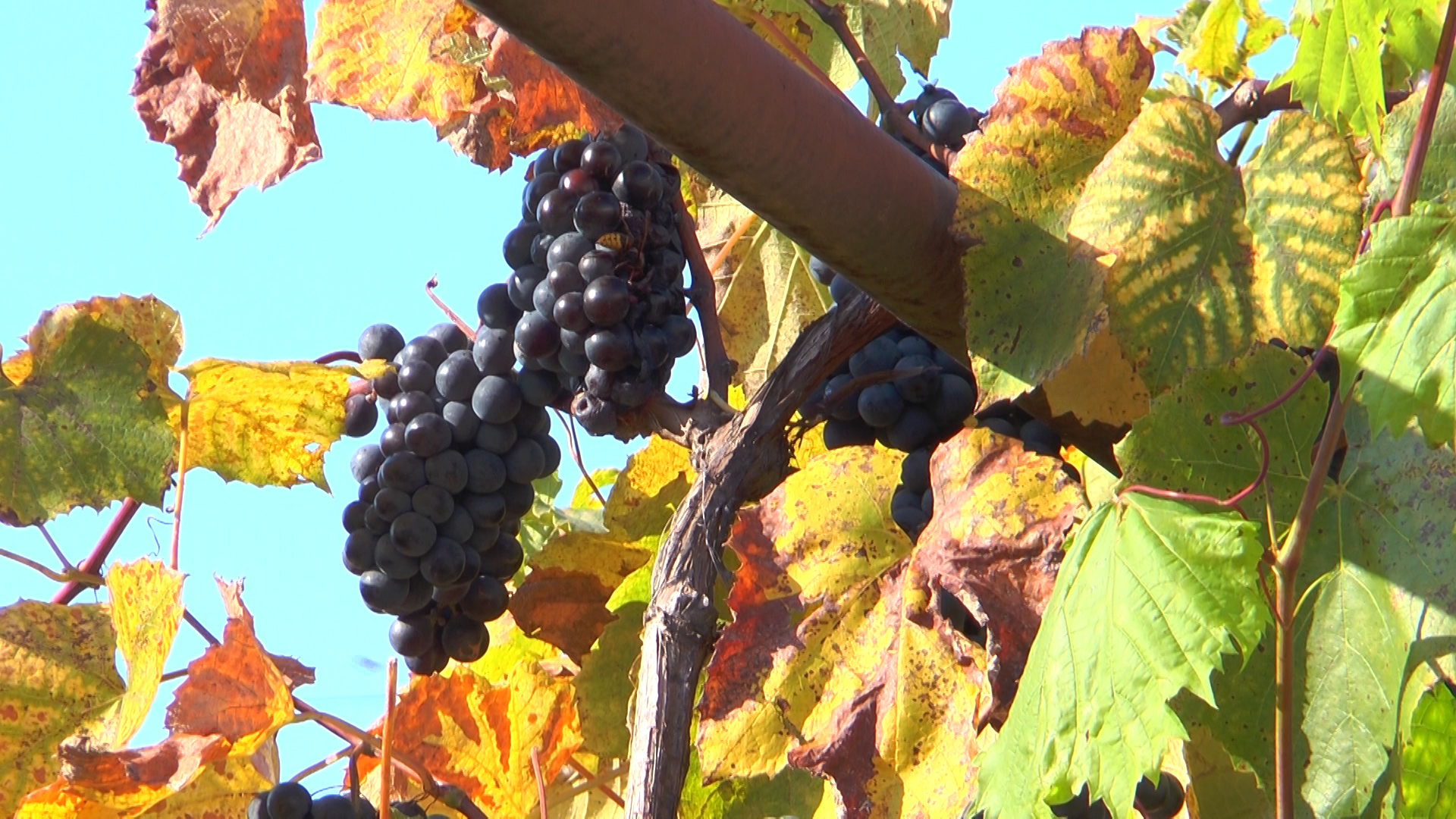 Господар із Виноградова вирощує 150 сортів винограду (ВІДЕО)