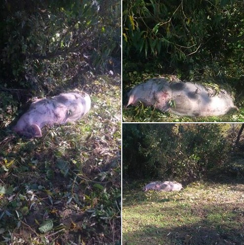 У Довгому труп свині викинули прямо на берег річки (фото)