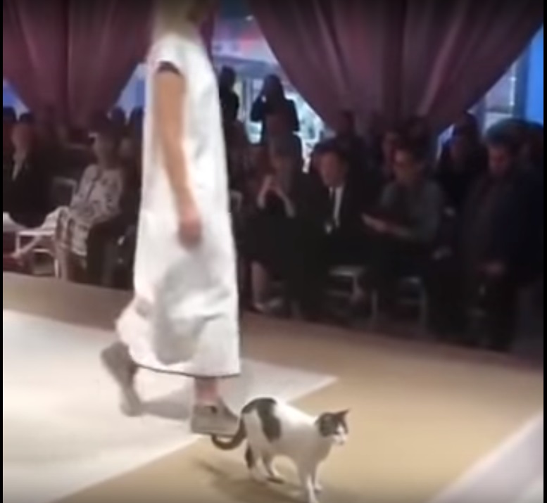 Кішка "вчила" моделей ходити по подіуму під час показу (ВІДЕО)