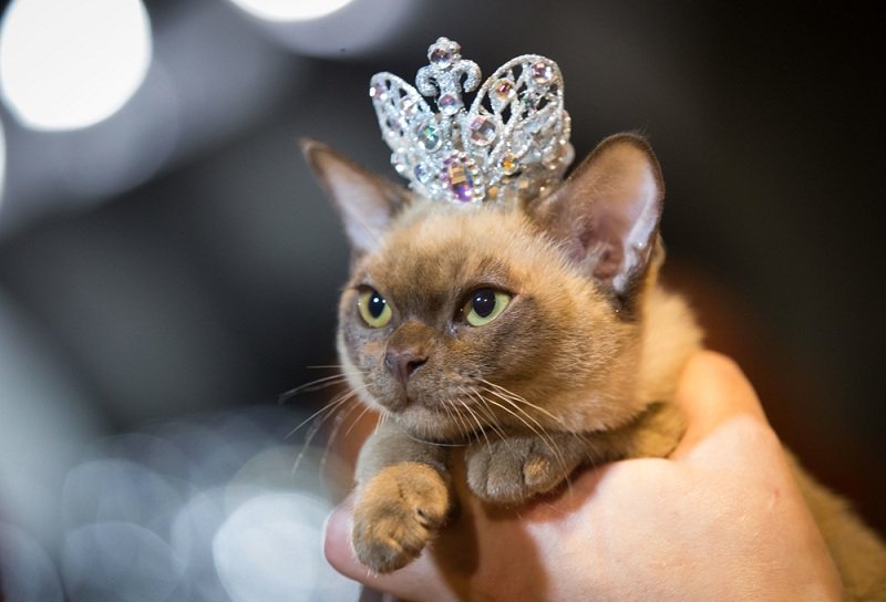 Міс-кіс: найкращого кота визначатимуть в Ужгороді