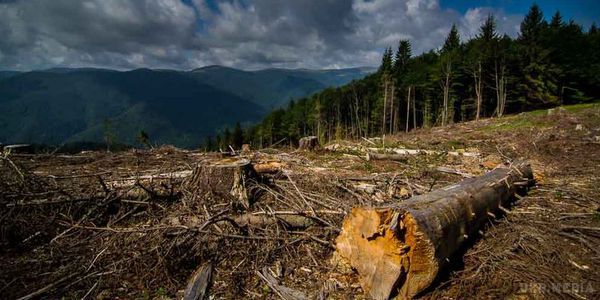 Екологи інформували євро парламентарів про незаконну вирубку лісів Карпат