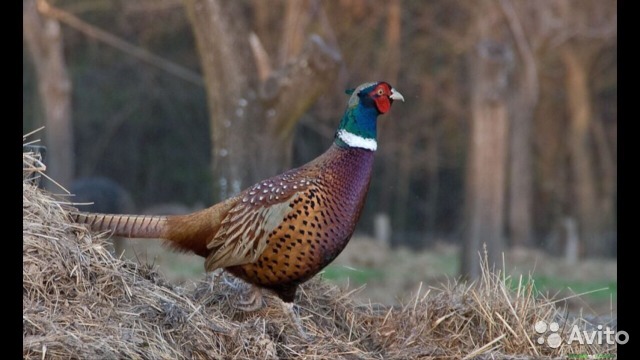 На Закарпатті відкрито сезон полювання на фазана