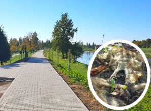 В Мукачівському парку "Перемога" місцева мешканка натрапила на труп лисиці (ФОТО)