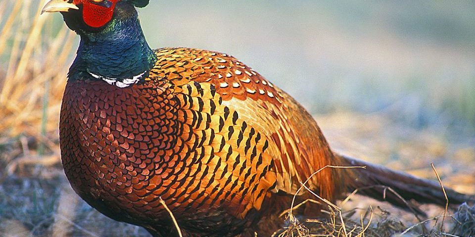 У жовтні на Закарпатті починається сезон полювання на фазана