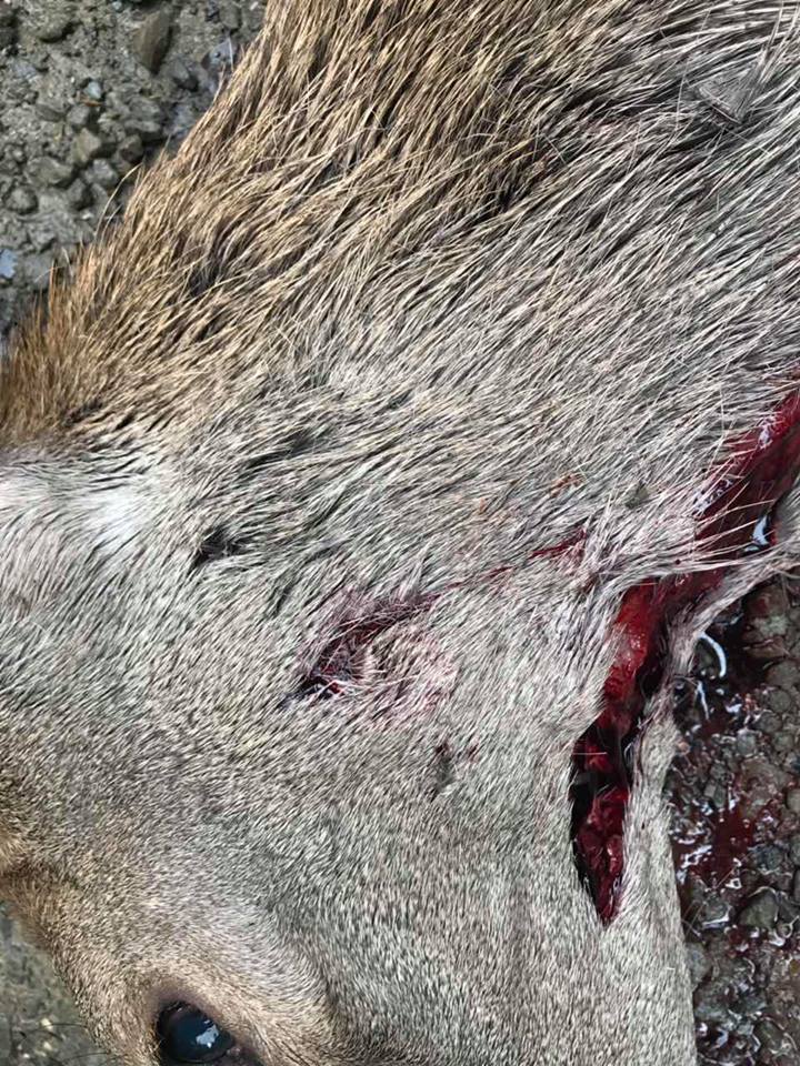 У Карпатському біосферному заповіднику ведмеді вбивають оленів (ФОТО)