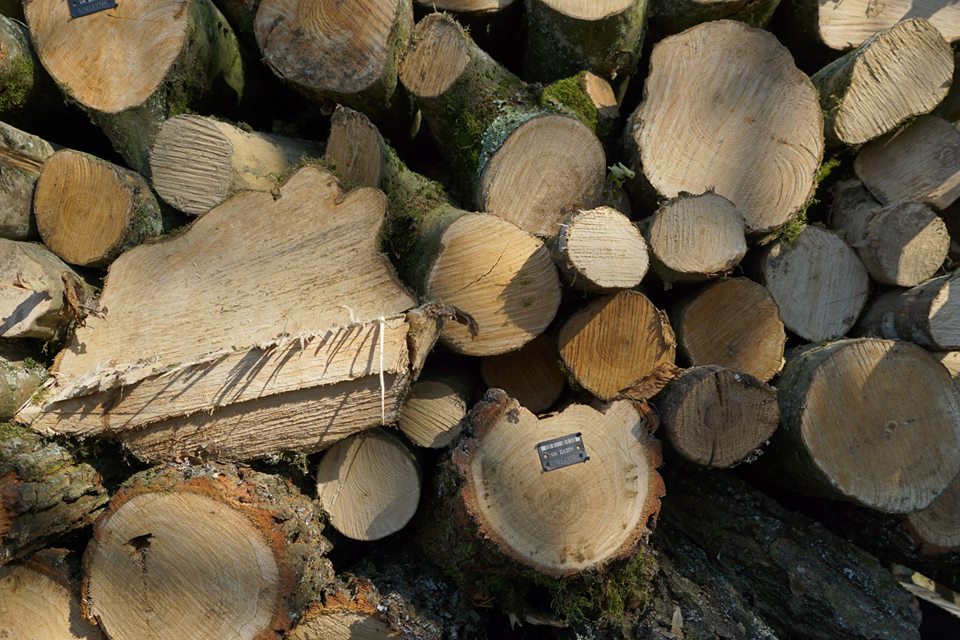 Майже 600 грн за м³: лісівники Закарпаття повідомили вартість дров для населення