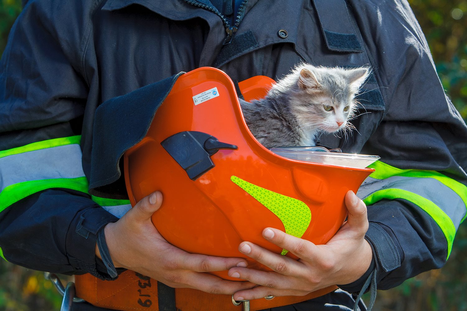 День спасения кошек. МЧС спас котенка. Кот спасатель. Пожарный с котенком. МЧС спасают котенка.