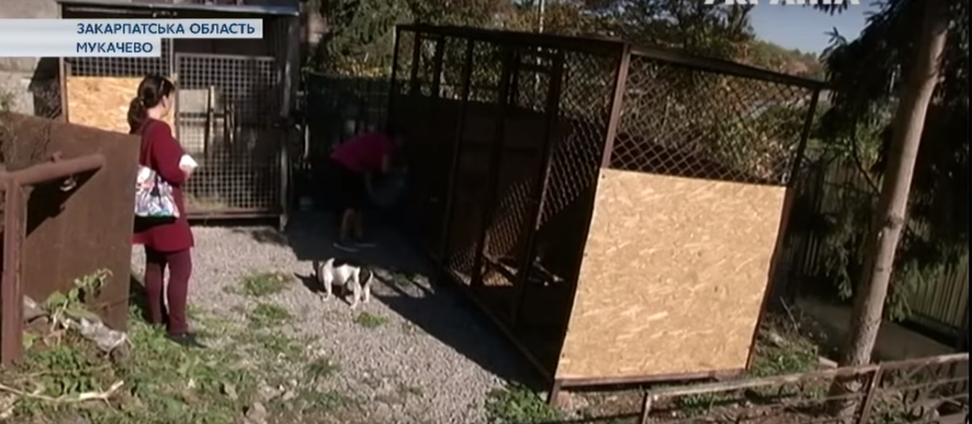 Жителька Мукачева продала квартиру заради притулку для травмованих собак (ВІДЕО)
