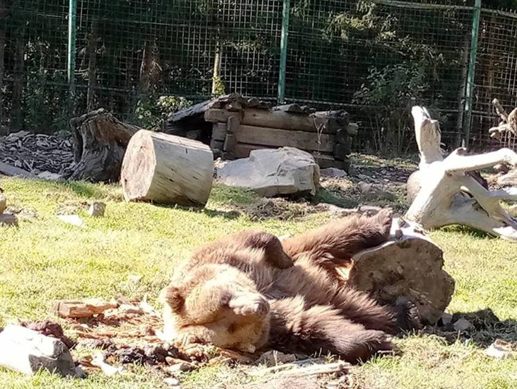 У реабілітаційному центрі для ведмедів в Синевирі з'явилося кількамісячне ведмежа (ФОТО)