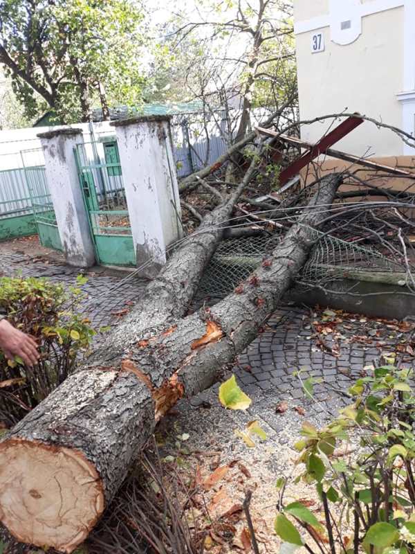 Сильні пориви вітру валили дерева в Ужгороді (ФОТО)