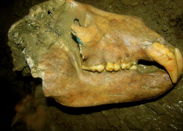 Мамонти, гігантські олені, рідкісні земноводні: у Карпатах знайшли рештки доісторичних тварин