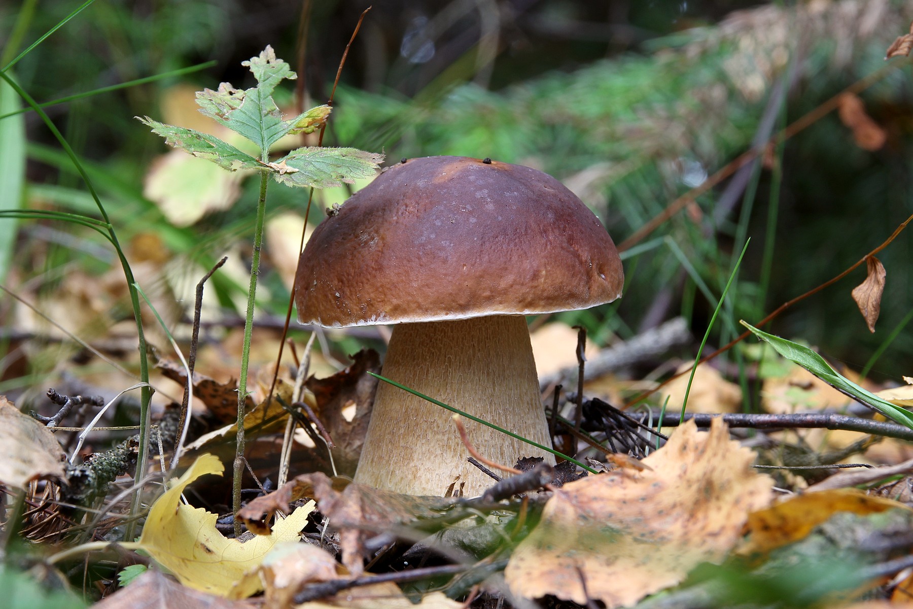 Жителі карпатських сіл розповіли, коли цьогоріч з’являться осінні білі гриби