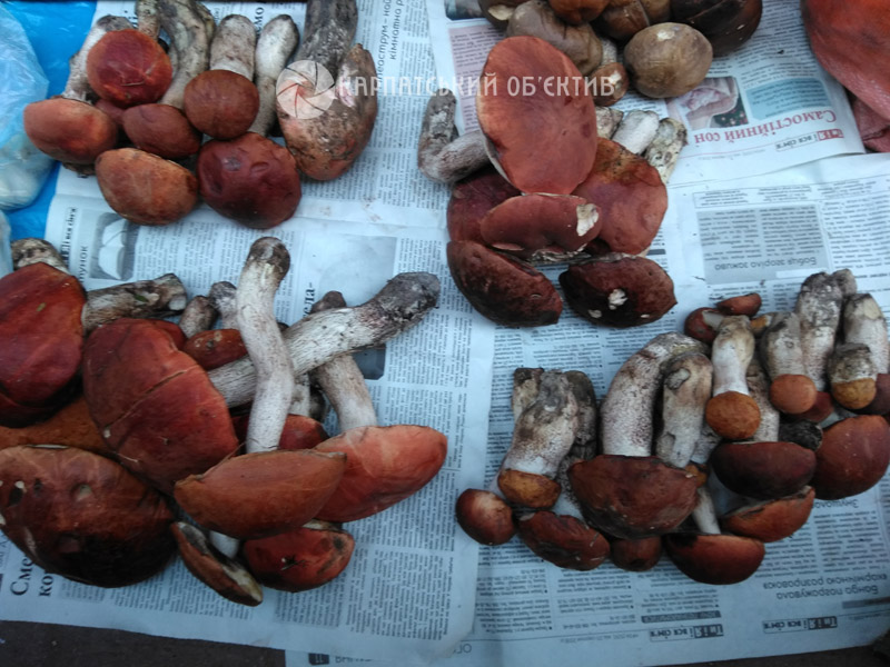 У Хусті білі гриби коштують 250-300 гривень за кілограм (ФОТО)