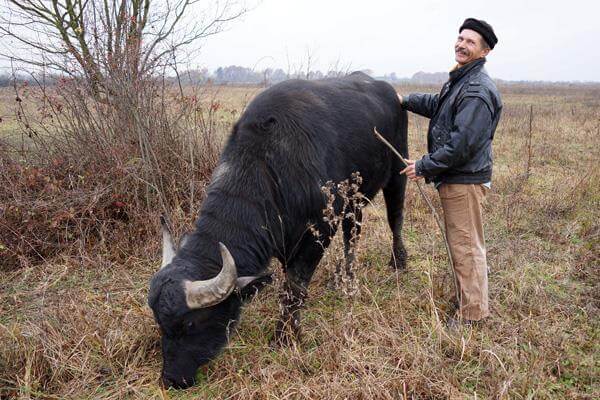 На Тячівщині вже є свої буйволи (+фото)