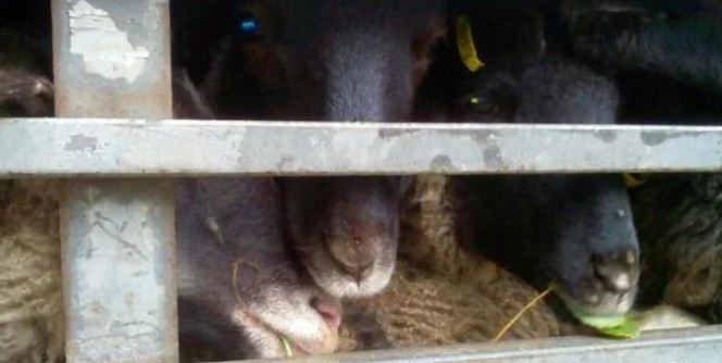 Три сотні овець два тижні помирали у зачиненій фурі (відео)