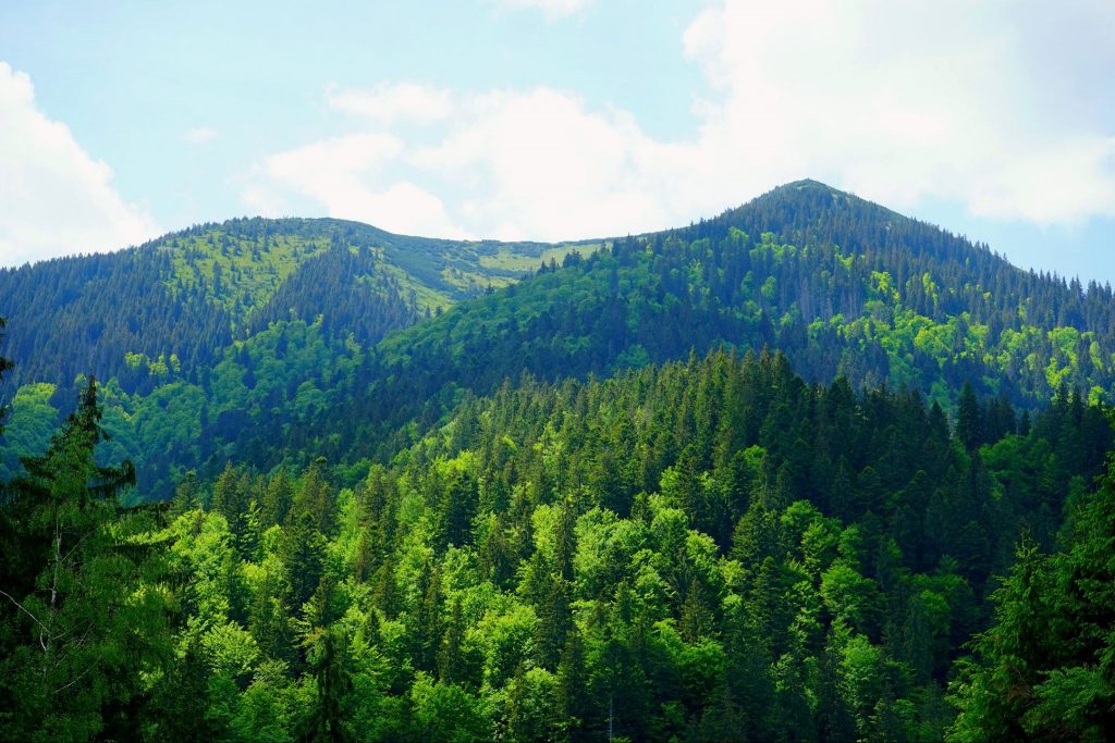 Суд зобов’язав Берегівський лісгосп оформити право на землекористування вартістю 250 мільйонів