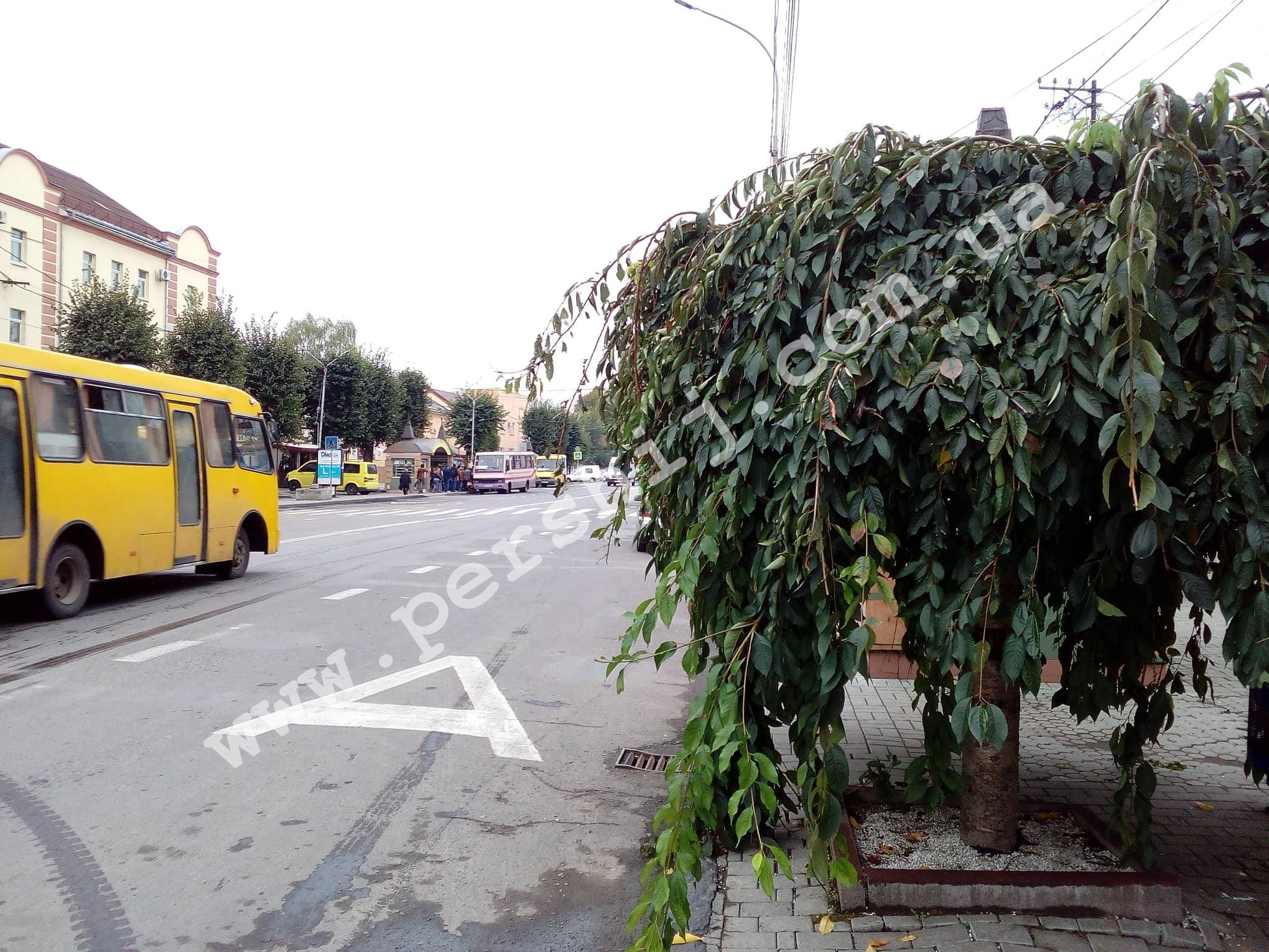 Дерева-мутанти прикрашають центр Мукачева (ФОТО)