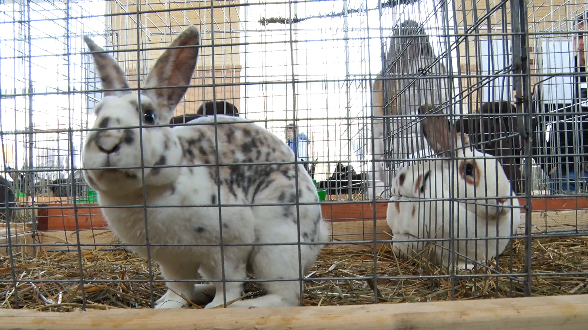 "Вухата" виставка у Виноградові зібрала 150 кролів (ВІДЕО)