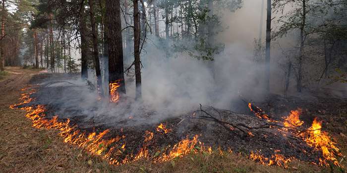 Закарпатські лісівники повідомили про незаконну вирубку та підпал лісу на Ужгородщині (ФОТО, ВІДЕО)