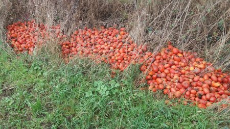 Закарпатці не знають, що робити з врожаєм томатів і викидають його (Фото)