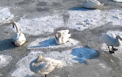 В Ужгороді лебеді примерзли до льоду - соцмережі