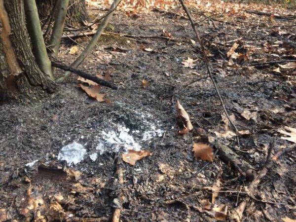 В Ужгородському районі невідомі намагалися підпалити ліс (ВІДЕО)