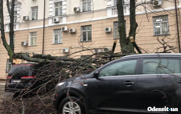 В Одесі, упавши, дерево пошкодило десять авто (ФОТО)