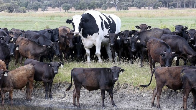 Величезна корова уникла бійні завдяки своїм розмірам (відео)