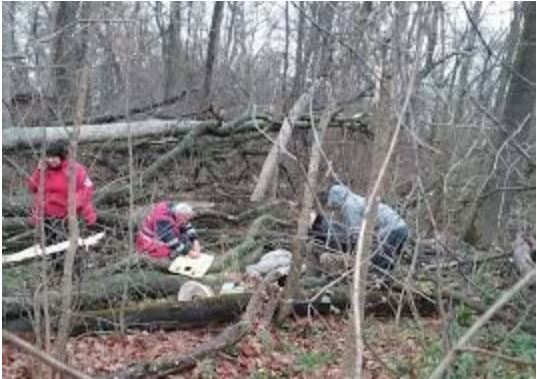Трагедія на Тячівщині: чоловік смертельно травмувався в лісі під час заготівлі дров - ЗМІ