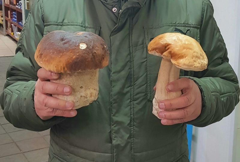 Закарпатець знайшов білого гриба-велетня, вагою 650 грамів (фото)
