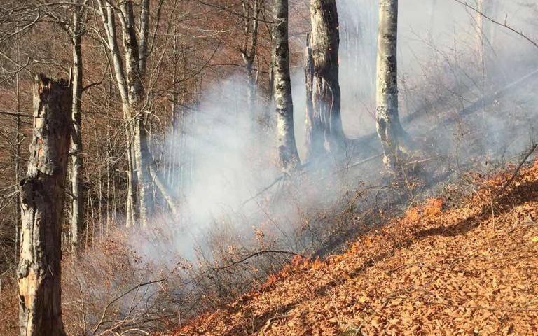 На Тячівщині горів ліс: з вогнем боролися 39 лісівників