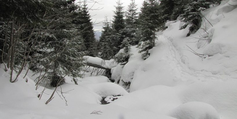 Карпати продовжує засипати снігом: випало вже понад 30 сантиметрів