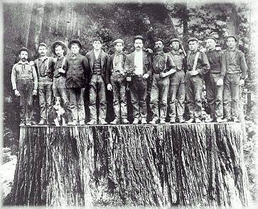 Велетенські мамонтові дерева росли на Закарпатті