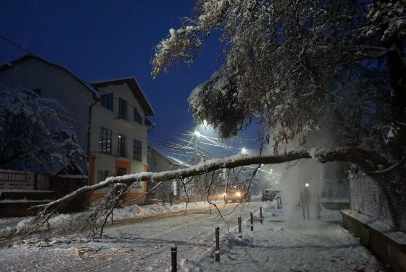 Снігопад на Закарпатті ламає дерева