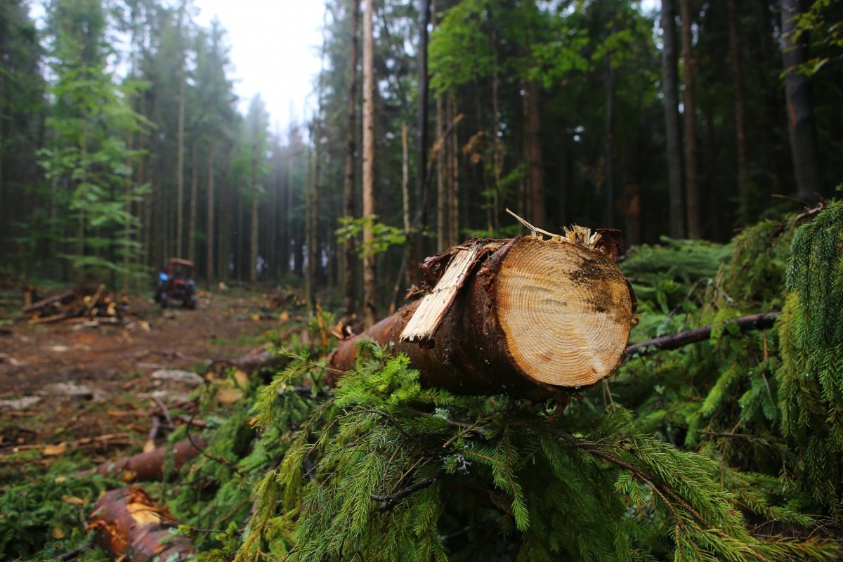 Запровадження штрафних санкцій для збереження Карпатських лісів в новорічний період