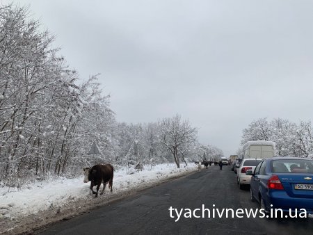 На Тячівщині корови перекрили дорогу та спричинили затор (ФОТО)