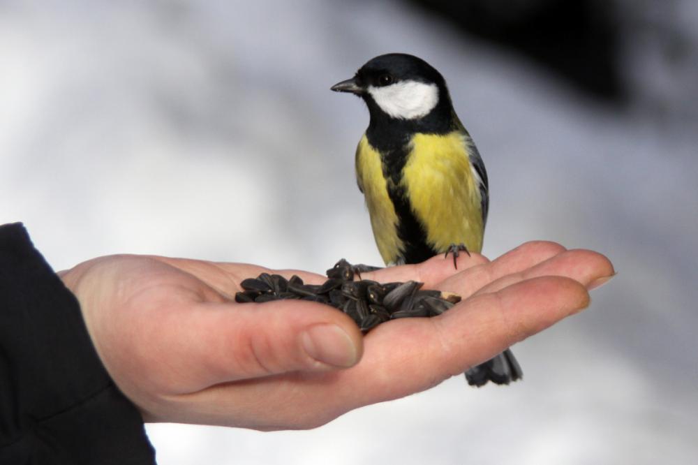 На Закарпатті стартувала щорічна благодійна акція "Нагодуй птахів взимку" (ВІДЕО)