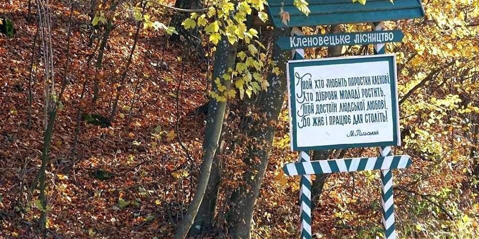 Колись сміттєзвалище, а тепер місце для відпочинку: де саме можна відпочити в лісах Мукачівщини знають лісівники (ВІДЕО)